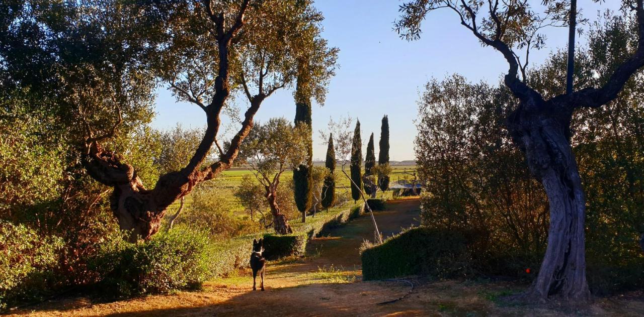 Villa Cortijo El Triguero N-398 Ctra Carmona – El Viso del Alcor Km 18 Exterior foto